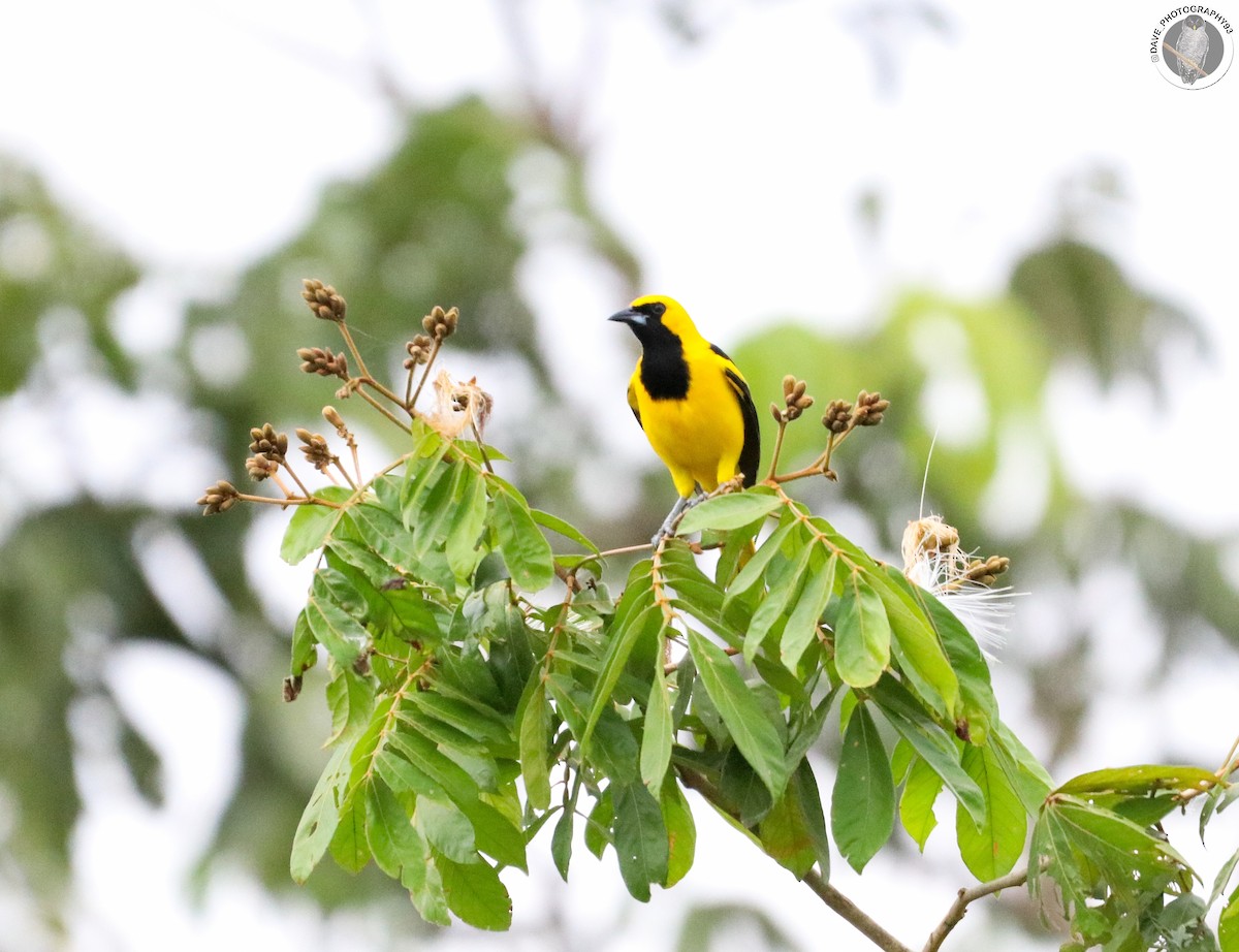 Yellow-tailed Oriole - ML562644921
