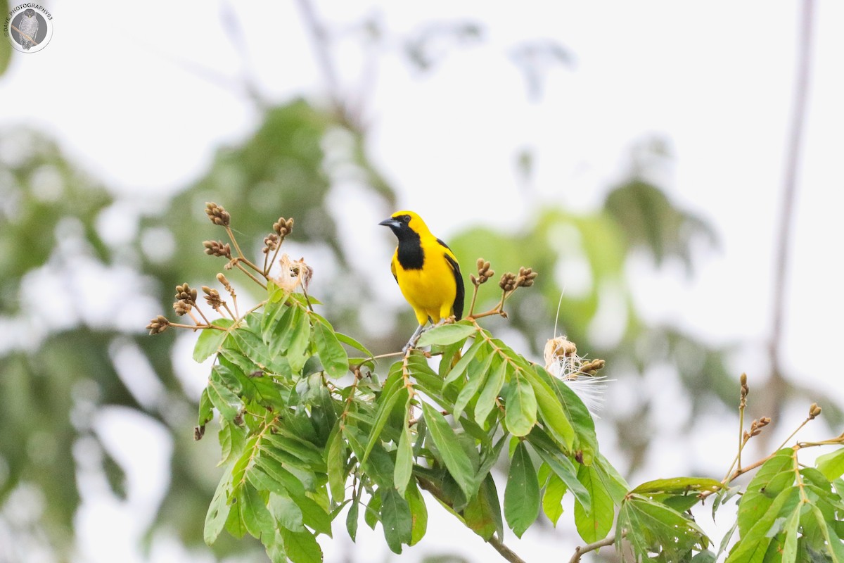 Yellow-tailed Oriole - ML562644931