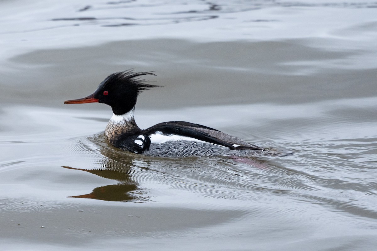 Red-breasted Merganser - ML562646061