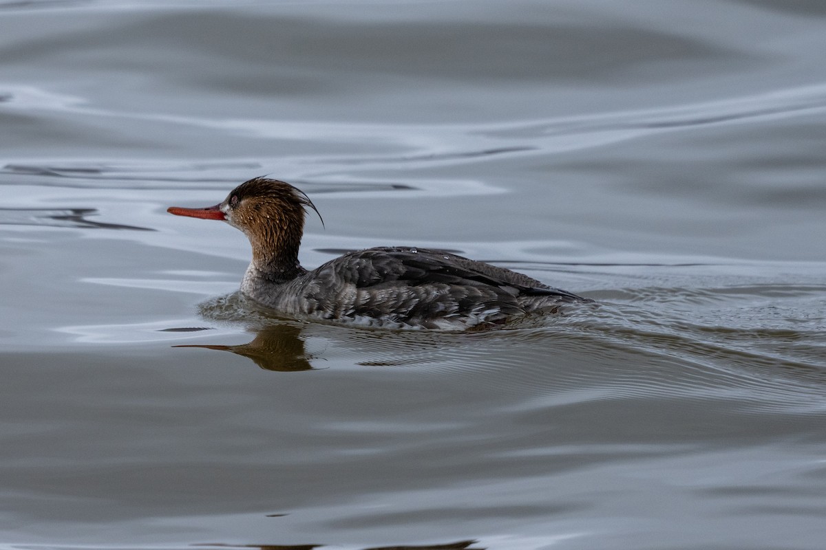 Red-breasted Merganser - ML562646071