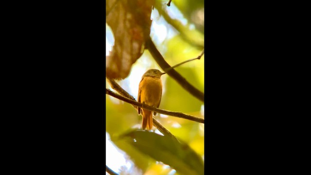 Cinnamon Manakin-Tyrant - ML562647211
