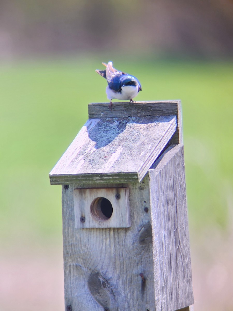 Tree Swallow - Tom Kerr