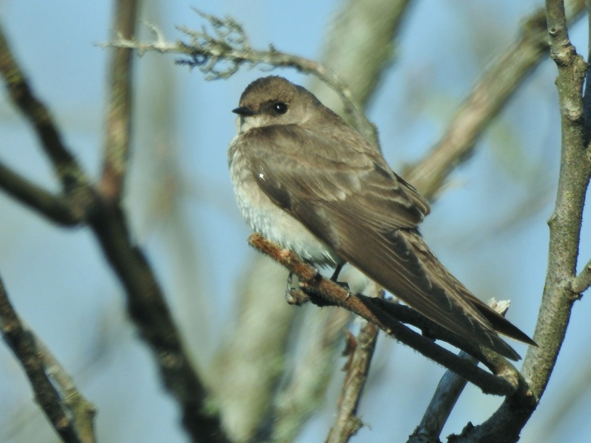 Northern Rough-winged Swallow - ML562648521