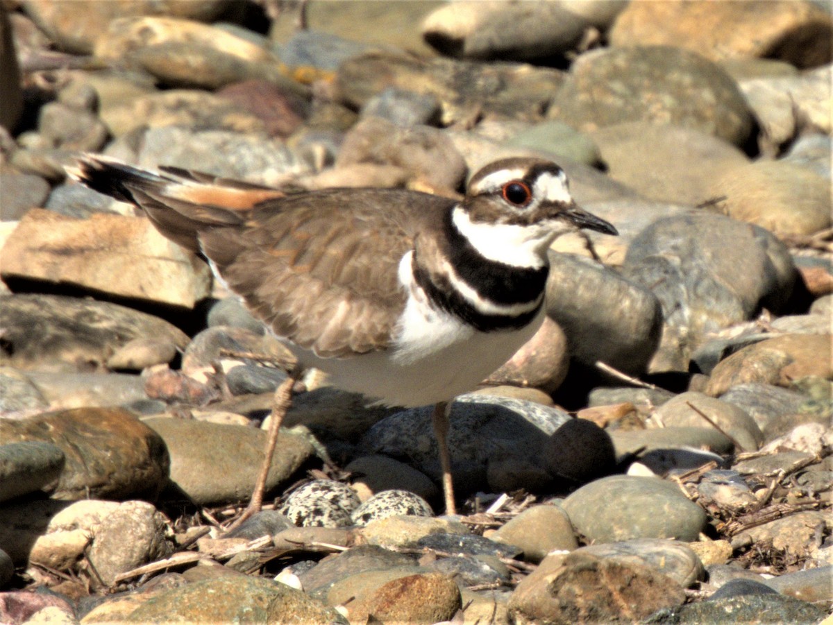 Killdeer - ML562649091