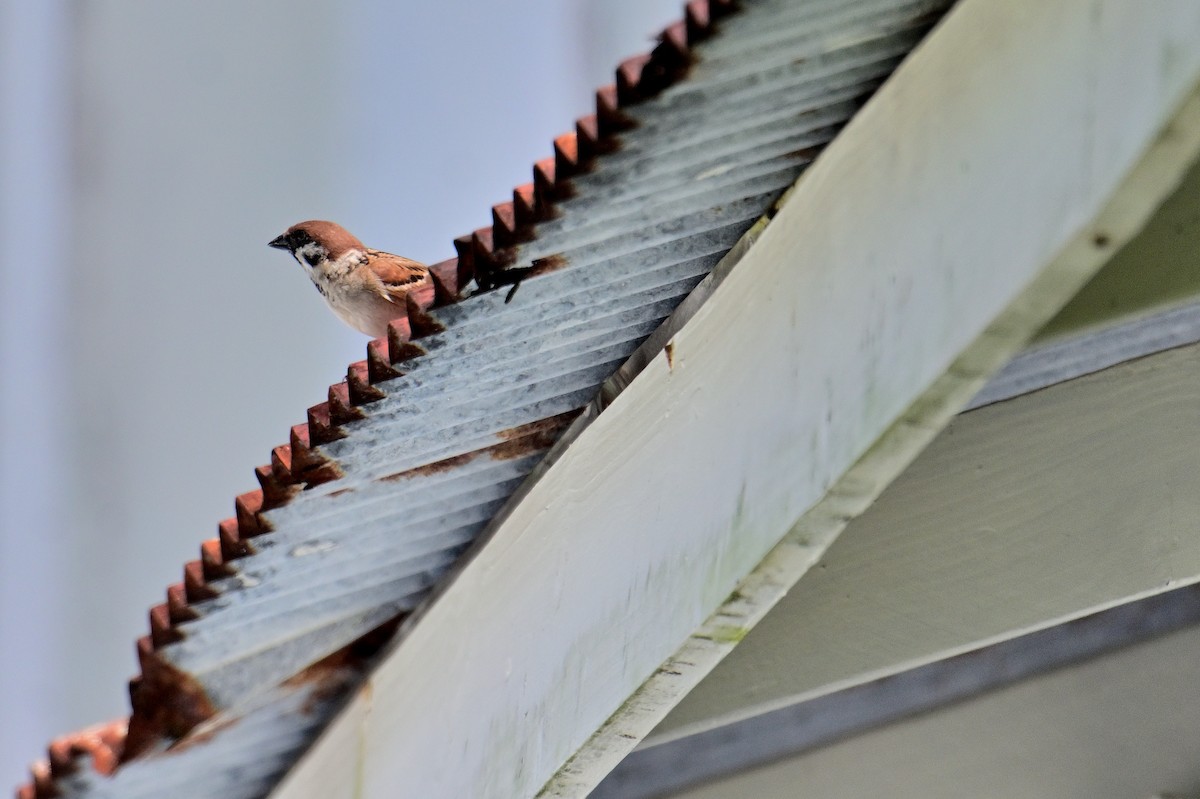 Eurasian Tree Sparrow - ML562649551