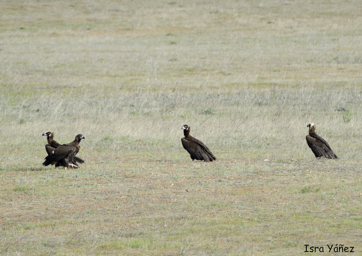 Cinereous Vulture - ML562649561