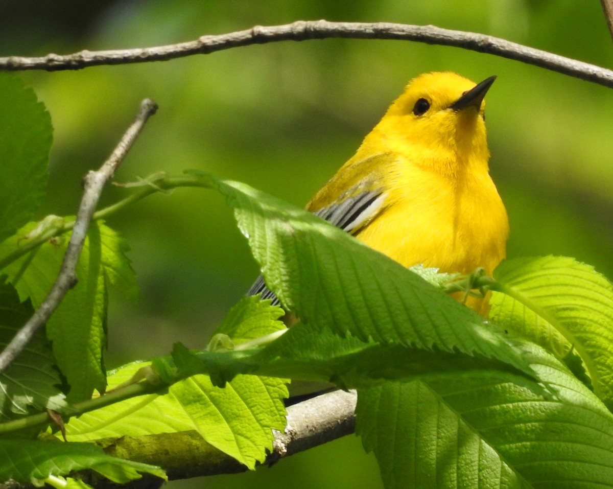 Prothonotary Warbler - ML562650711