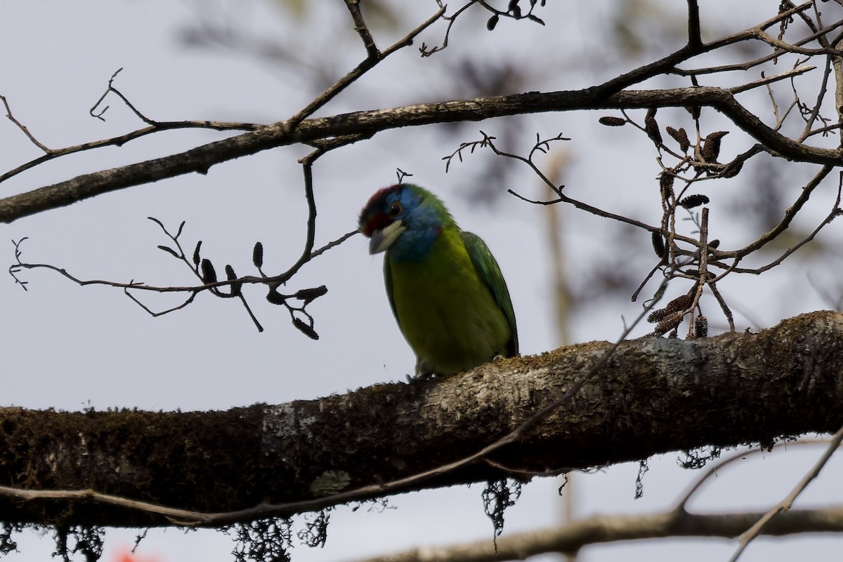 Mavi Boğazlı Barbet - ML562651041