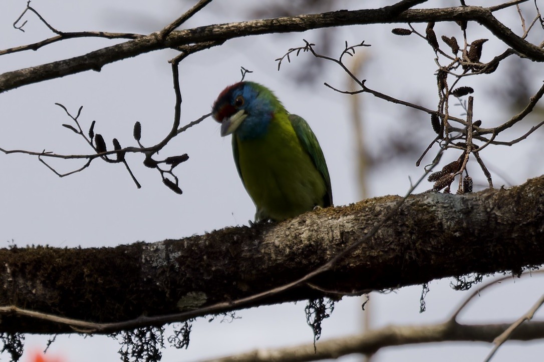 Mavi Boğazlı Barbet - ML562651051