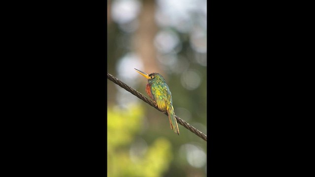 Jacamar à bec jaune - ML562651241