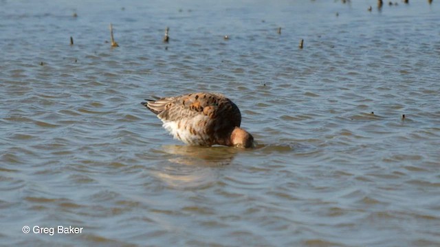 Black-tailed Godwit - ML562651331