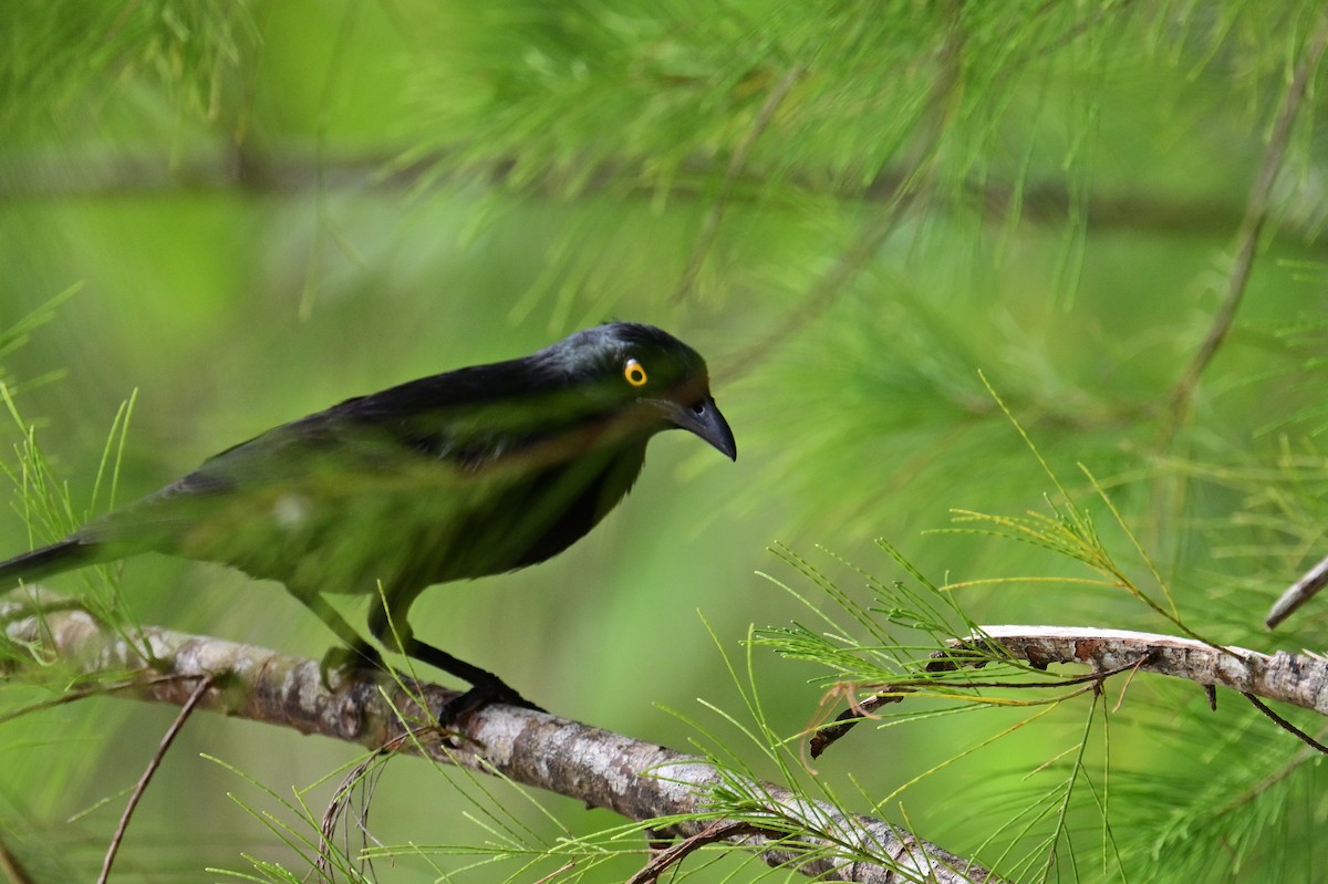 Micronesian Starling - Mathias Haffner