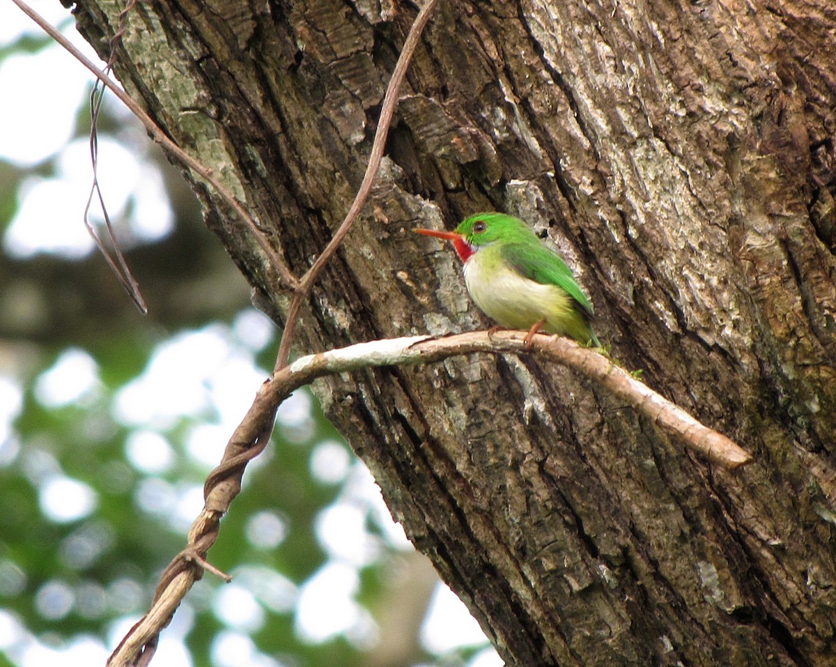 Jamaican Tody - ML562651791