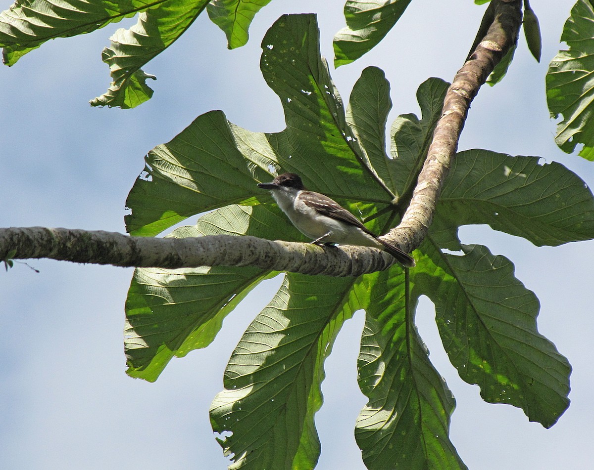 Loggerhead Kingbird - ML562652061