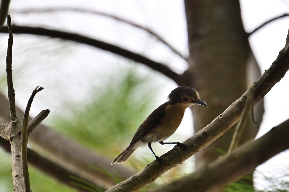 Palau Flycatcher - ML562652251