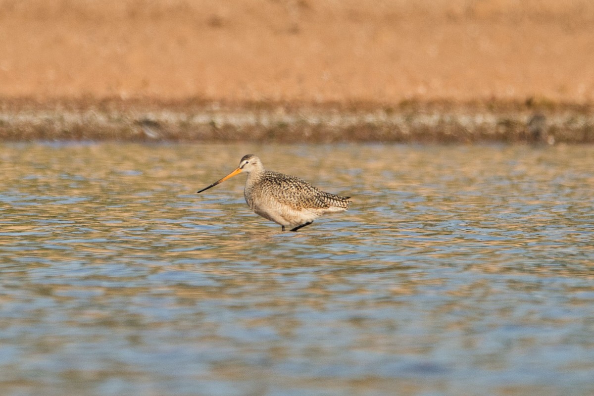 Marbled Godwit - ML562653941