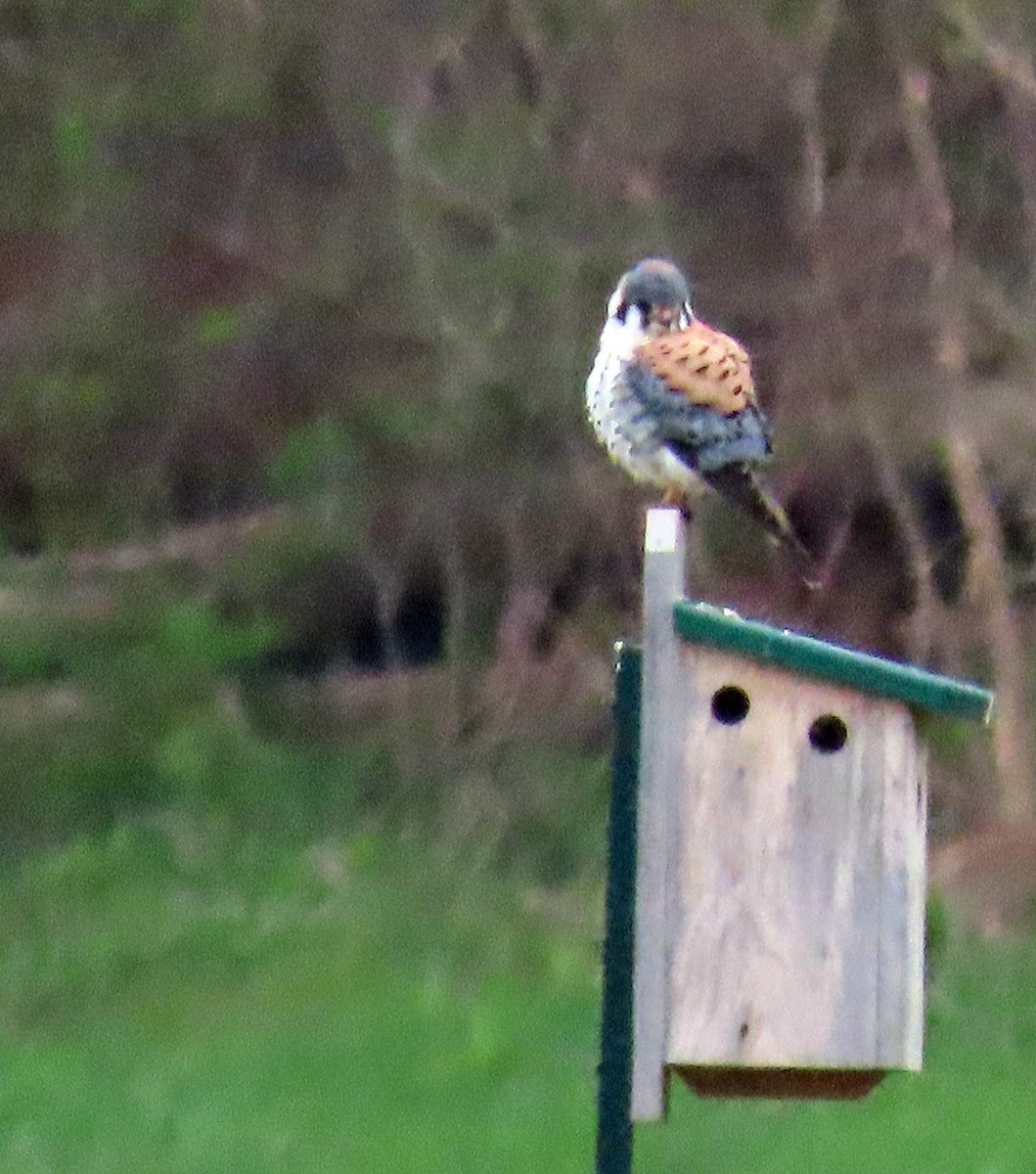 American Kestrel - ML562654011