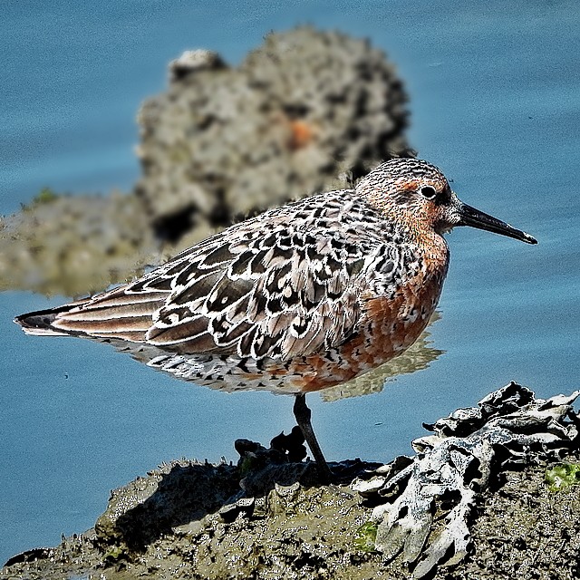 Red Knot - ML562654241