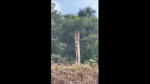 Chevêche des terriers - ML562654651