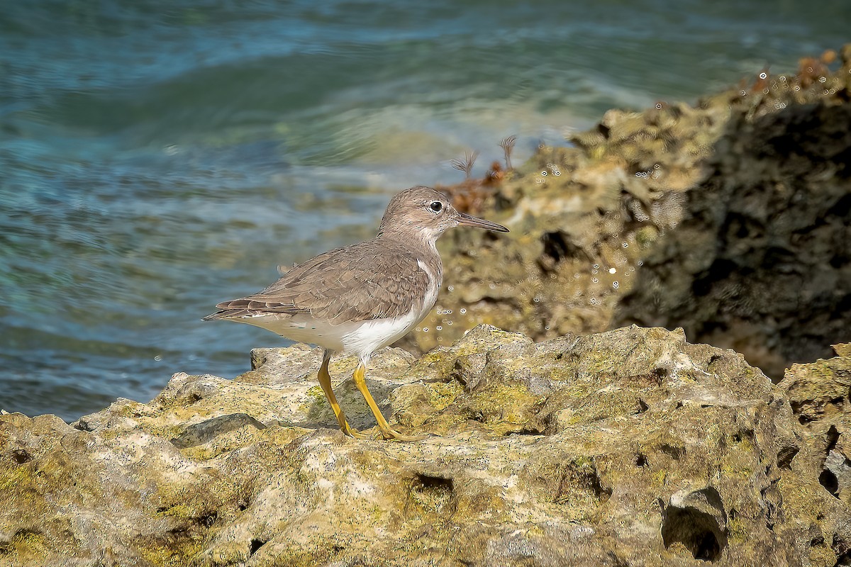 Spotted Sandpiper - Albert McLean