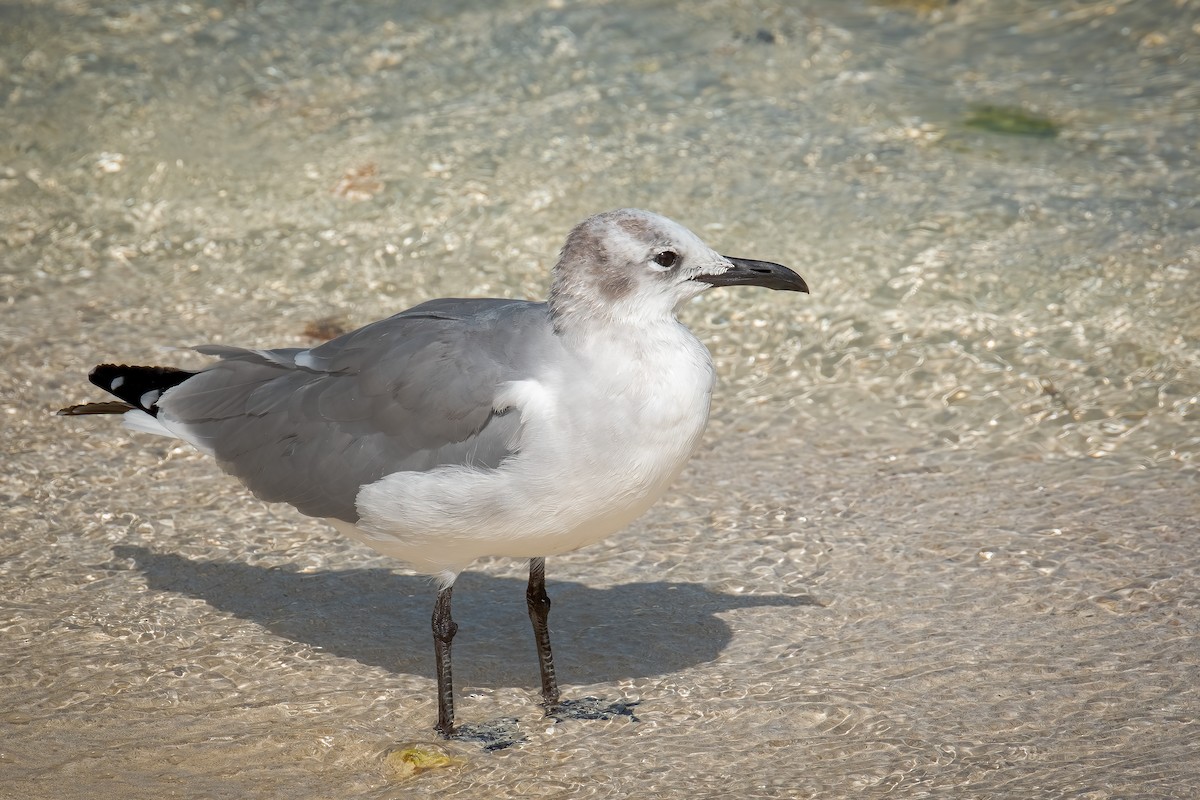 Laughing Gull - ML562655041