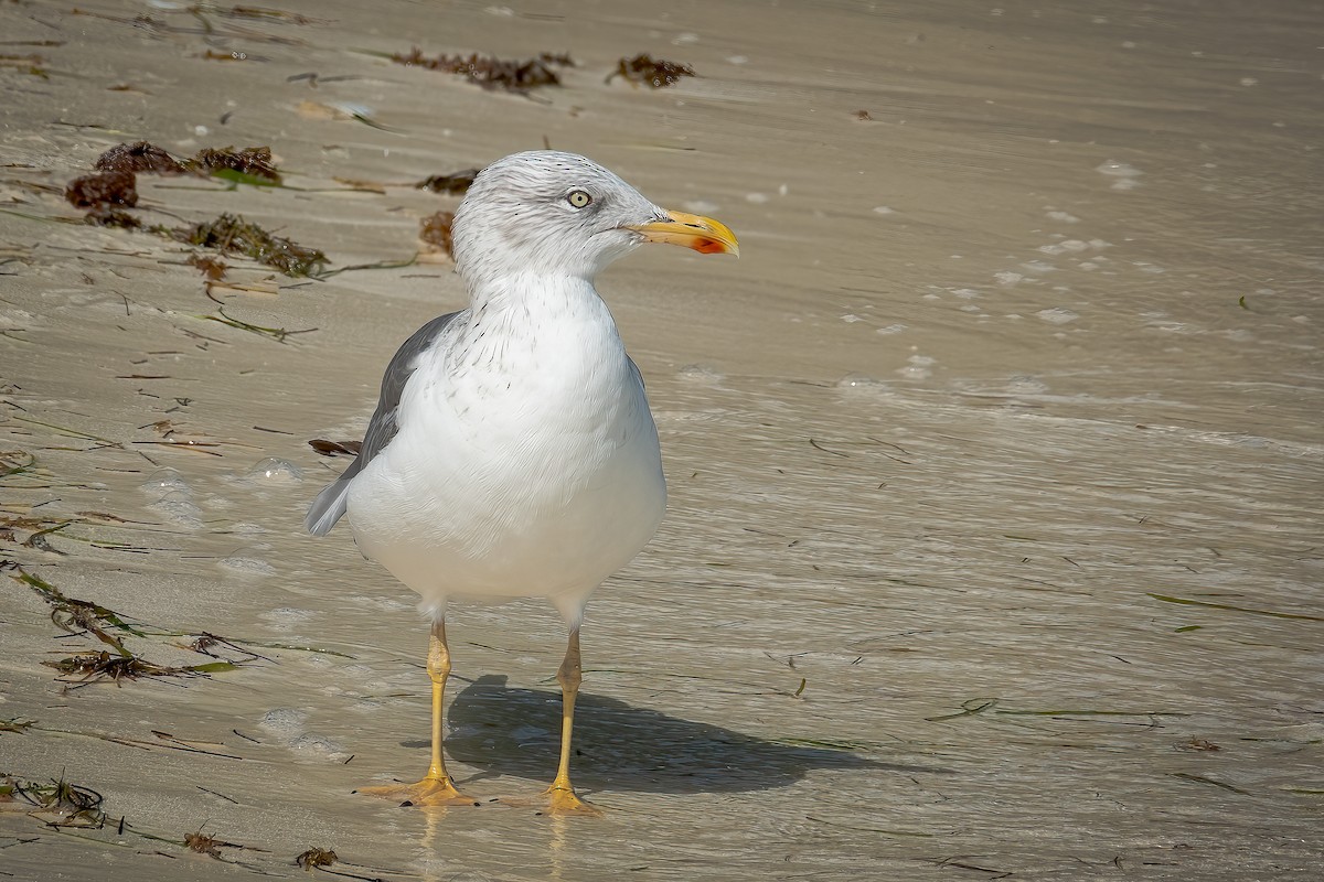 Lesser Black-backed Gull - ML562655341