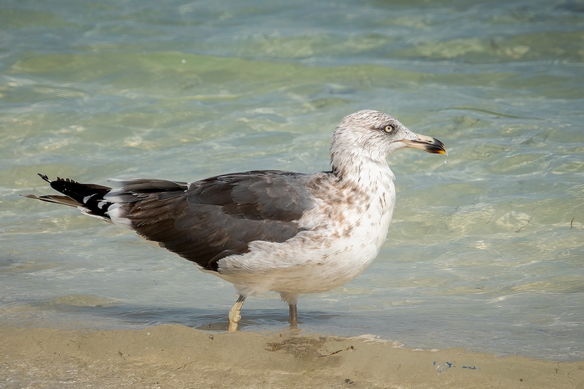 Lesser Black-backed Gull - ML562656291