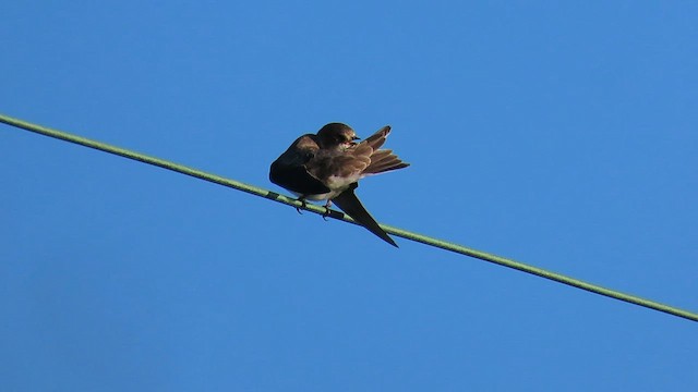 Bank Swallow - ML562656821