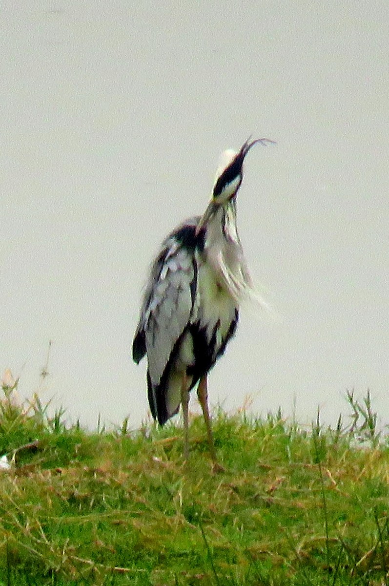 Garza Real (Paleártico) - ML562657351