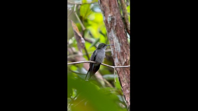 Campyloptère à ventre gris - ML562657771