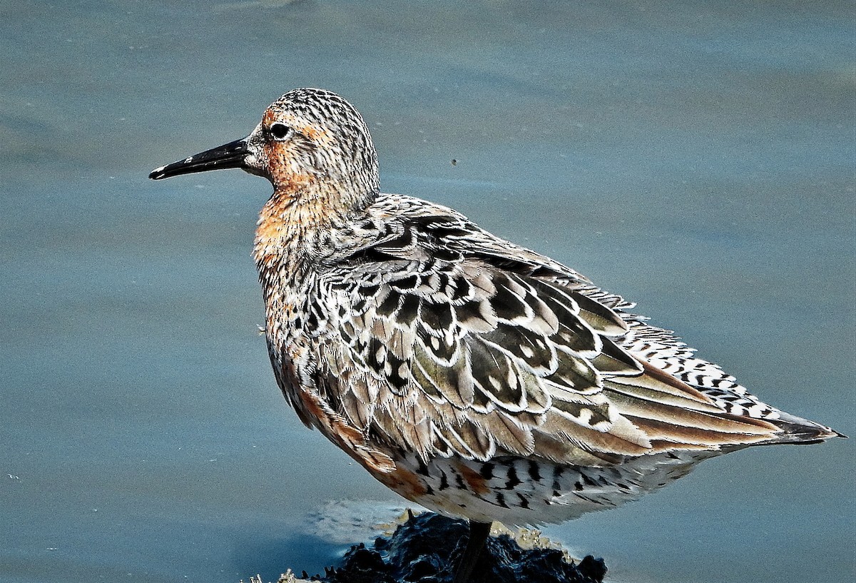 Red Knot - ML562657821