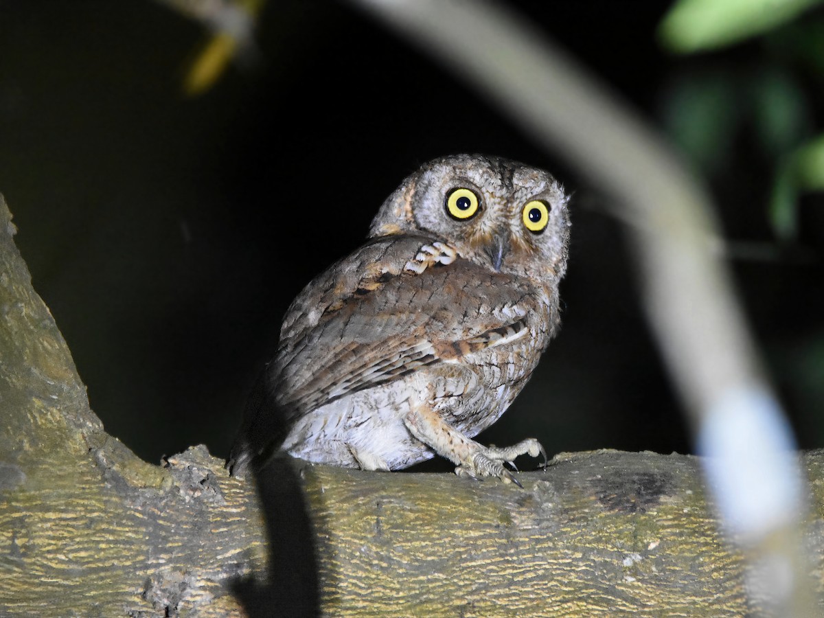 Oriental Scops-Owl - Arup Ghosh