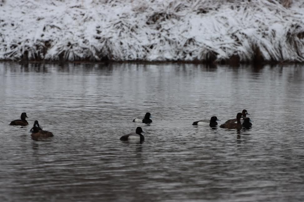 Greater Scaup - ML562658691