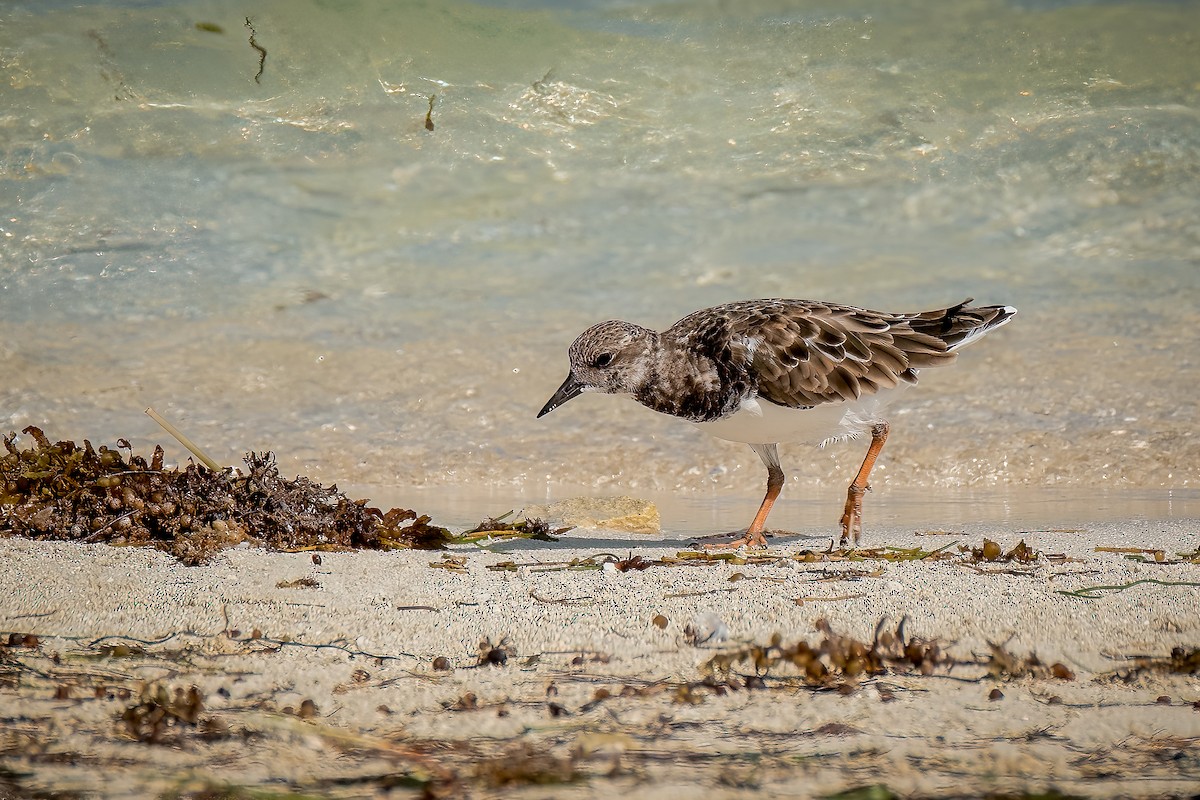 Ruddy Turnstone - ML562659081