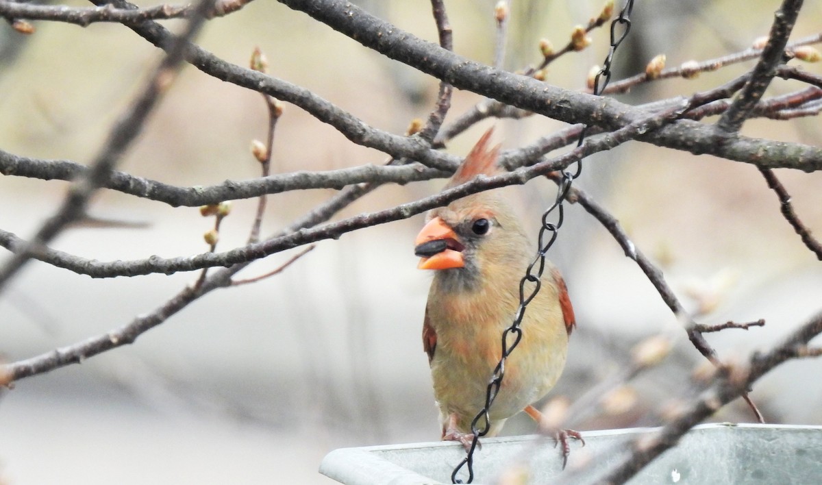Northern Cardinal - ML562659791