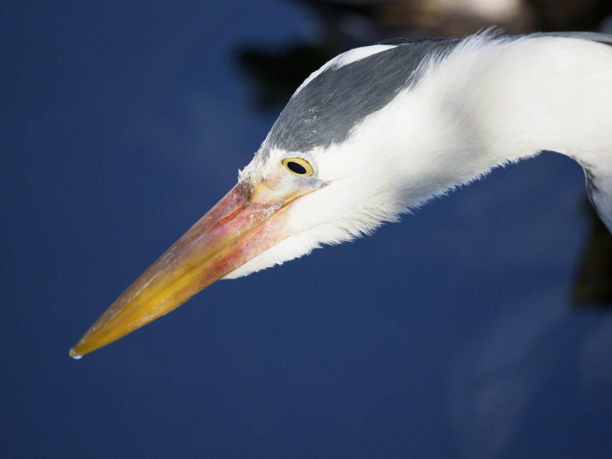 Gray Heron - Kim Jensen