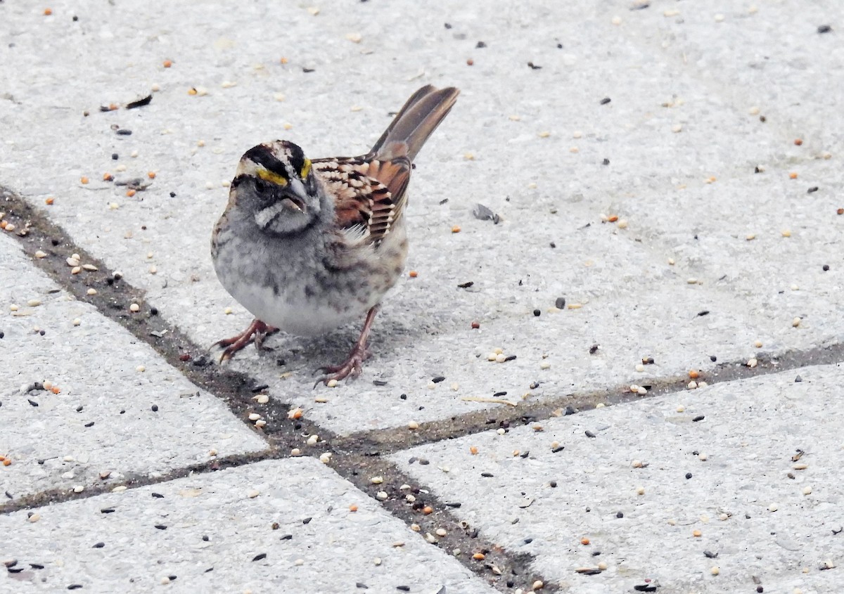 White-throated Sparrow - ML562659981