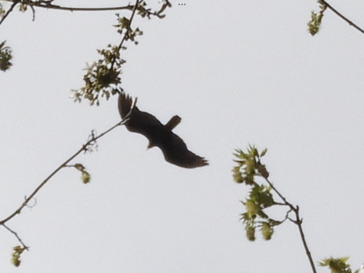 Turkey Vulture - ML562660371