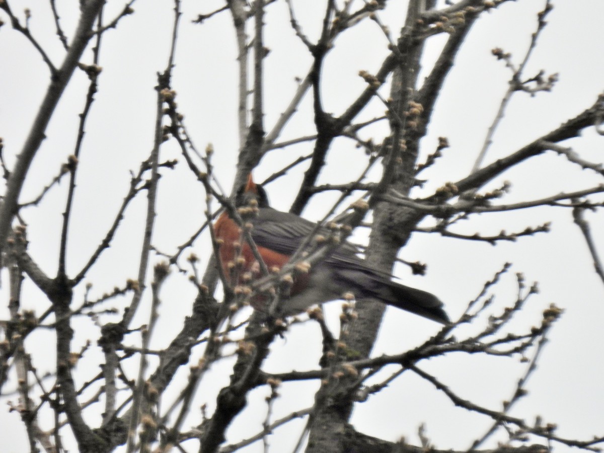 Дрізд мандрівний - ML562661111