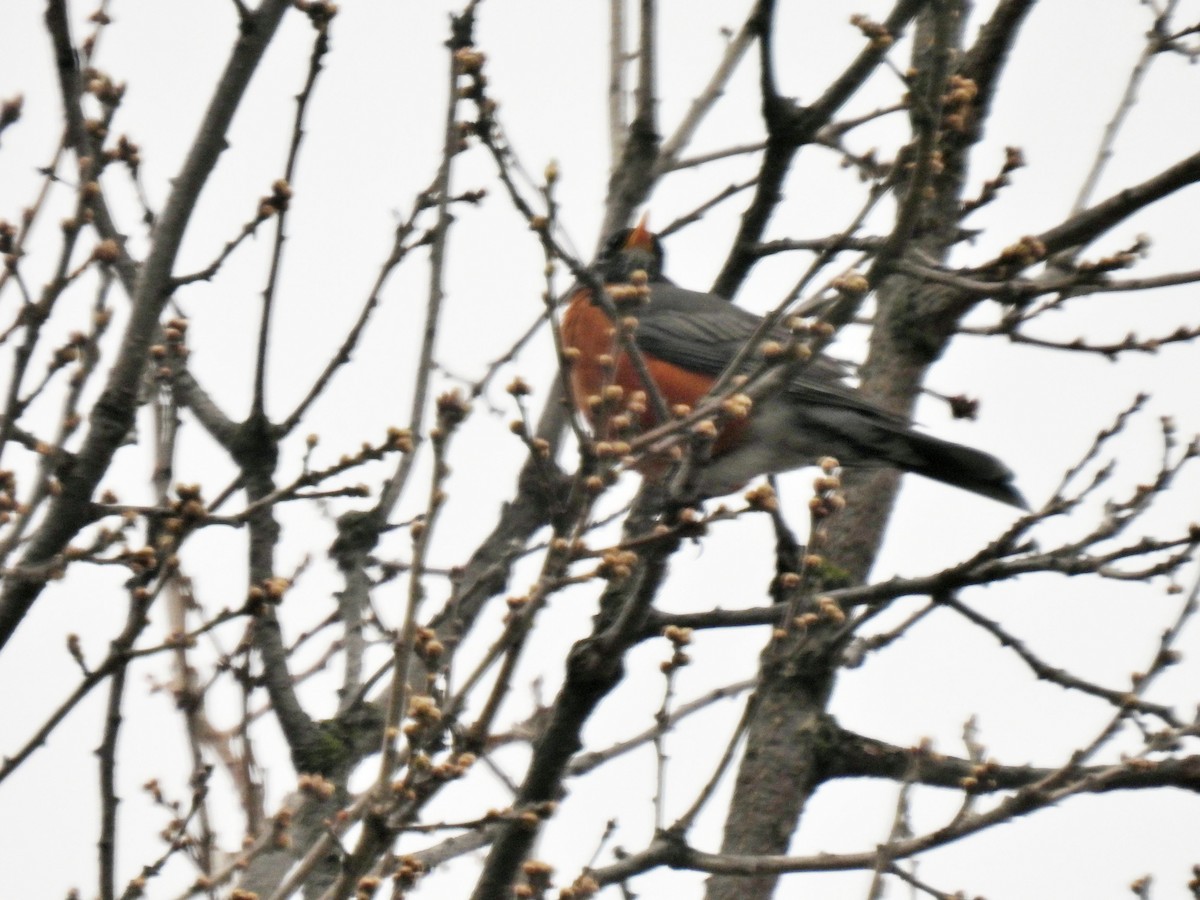 Дрізд мандрівний - ML562661121