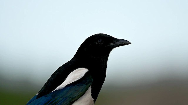 Black-billed Magpie - ML562662651