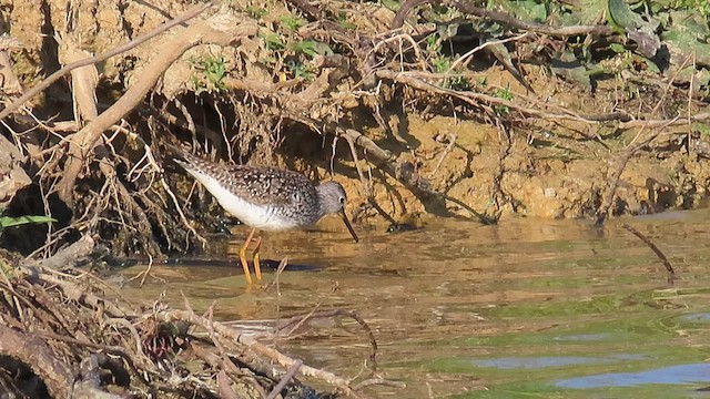 Lesser Yellowlegs - ML562664201