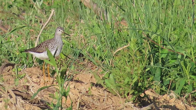 Lesser Yellowlegs - ML562664231