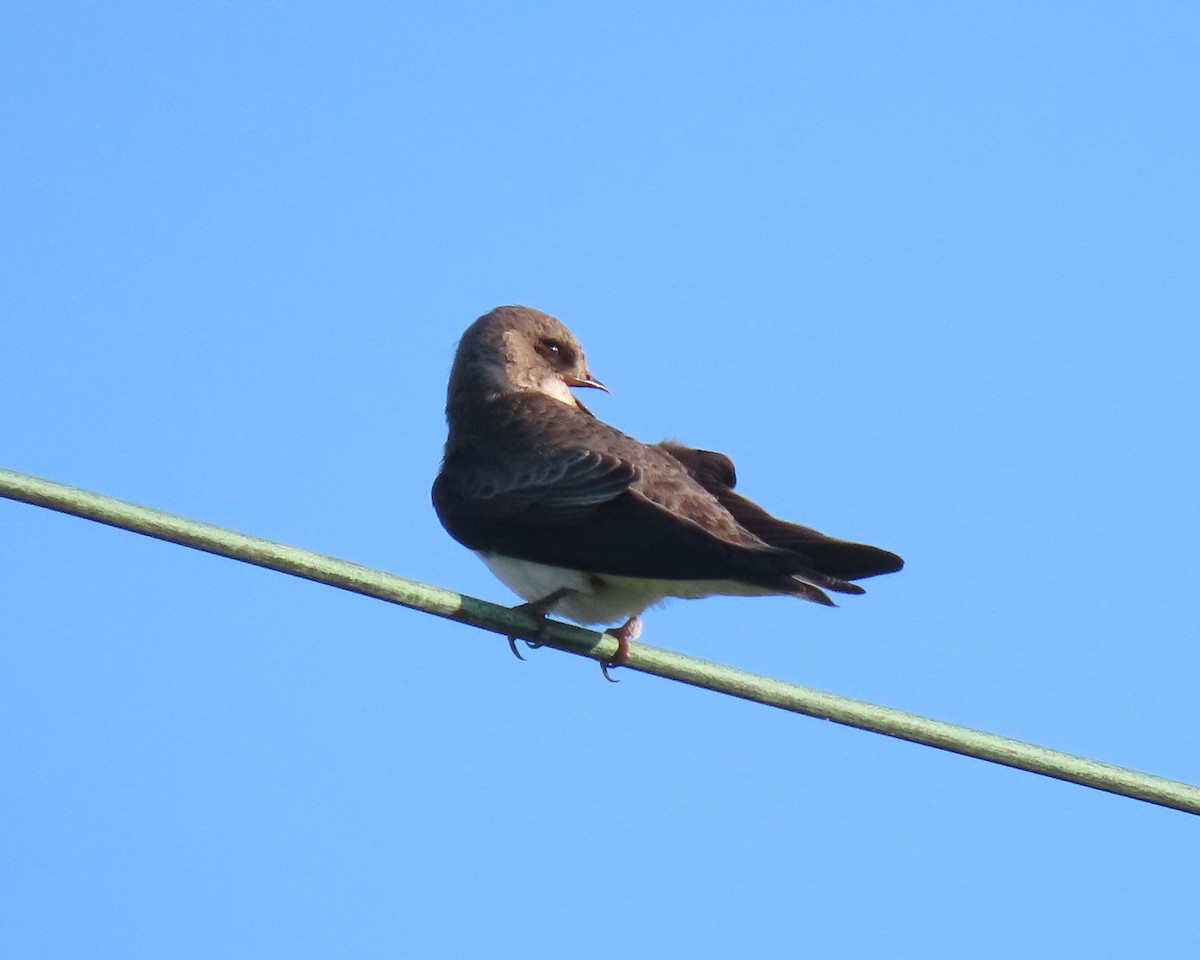 Bank Swallow - ML562664241