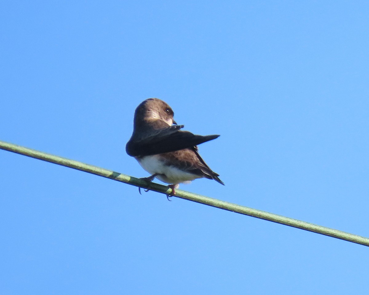 Bank Swallow - ML562664251