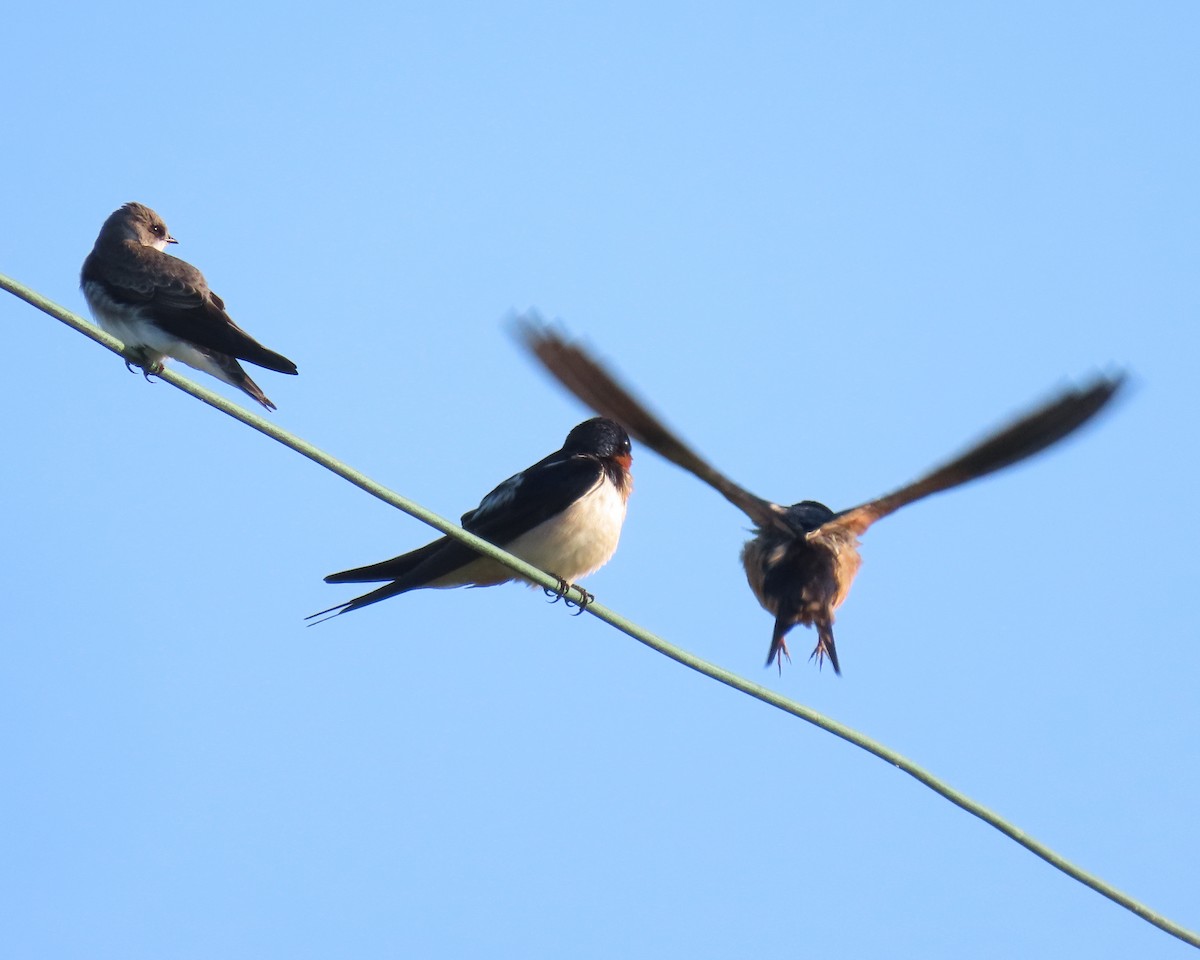 Bank Swallow - ML562664261