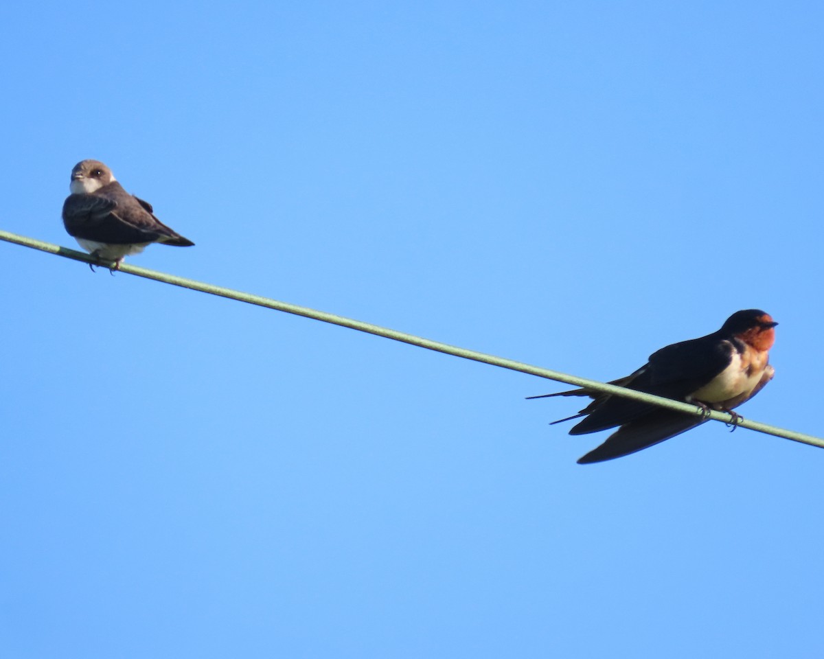 Bank Swallow - ML562664281