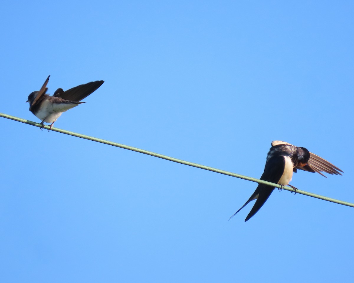 Bank Swallow - ML562664291