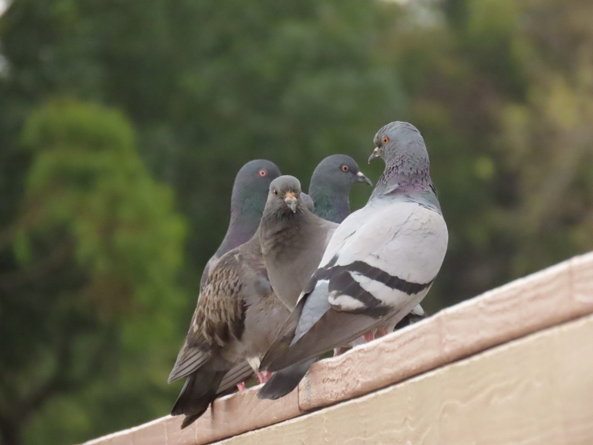 Rock Pigeon (Feral Pigeon) - ML562664651