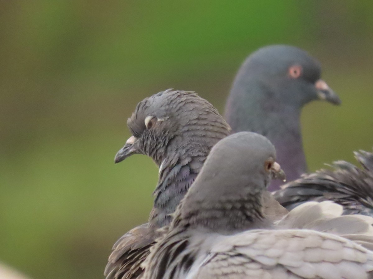 Rock Pigeon (Feral Pigeon) - ML562664661